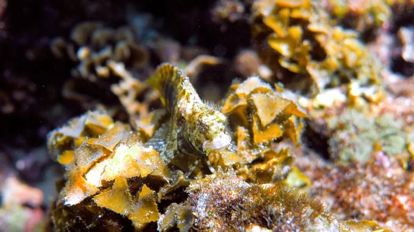 Foto Subacquea Blenny Maculato Salarias Guttatus Nascosto Tra Barriere Coralline — Foto Stock