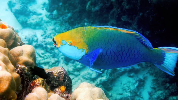 Underwater Photo Blue Queen Parrotfish Swimming Coral Reef Large Adult — 스톡 사진