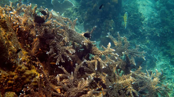 サンゴの間で泳ぐ熱帯魚の水中写真 水中魚礁海洋 カラフルな海の風景 タイ湾の海の野生生物 シュノーケリングやスキューバダイビング — ストック写真