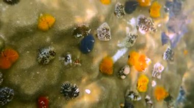 Noel Ağacı Solucanları 'nın sualtı videosu ya da Tayland Körfezi' ndeki mercan resifinde bulunan Spirobranchus Giganteus. Renkli noel ağacı mercanda büyüyen solucanlar