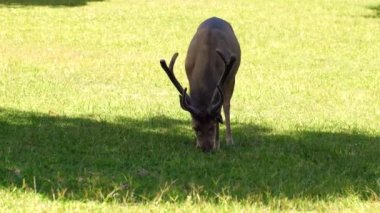 Ağaçların gölgesinde yeşil çimen yiyen güzel bir geyik. Güneş ışığı kırmızısı geyik, yaz doğasında cervus elaphus. Kahverengi kürklü vahşi hayvan saman tarlasında gözlem yapıyor. Ulusal park
