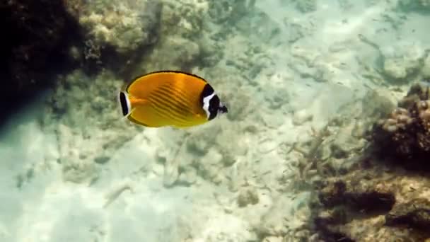 Podwodny Film Pary Żółtych Czarnych Motyli Rybnych Pływających Wśród Tropikalnych — Wideo stockowe