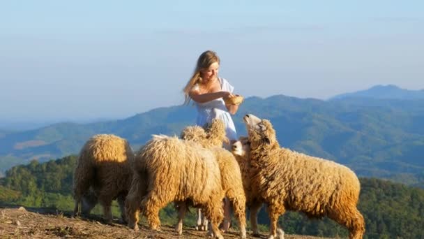 Femme Robe Bleue Nourrissant Des Moutons Sur Une Colline Surplombant — Video