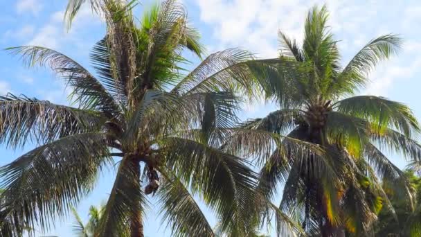 Вид Снизу Кокосовые Пальмы Зеленая Пальма Голубом Фоне Неба Пляж — стоковое видео