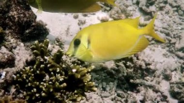 Su altında dalış videosu ya da deniz mercanı üzerinde dalış. Mavi benekli spinefoot, Siganus corallinus ya da sarı mercan tavşancığıyla suya dalmak. Vahşi yaşam tropikal balıklar