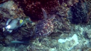 Şahin gagalı deniz kaplumbağası mercan resiflerinin arka planında mavi okyanusta süzülür. Şahinler, derin mavi okyanusta yüzen deniz kaplumbağalarını gagalarlar. Yaban Kaplumbağası 'nın su altı videosu. Tüplü dalış