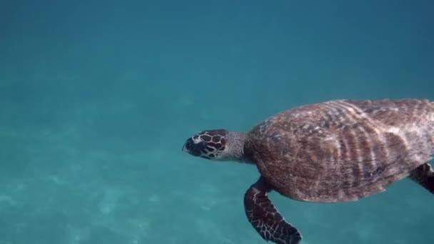 Hawksbill Tartaruga Marina Lentamente Nuotare Acqua Blu Attraverso Luce Del — Video Stock
