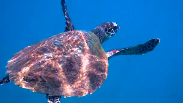 Hawksbill Mořské Želvy Plavat Modrém Oceánu Stoupá Hladinu Dýchat Podvodní — Stock video