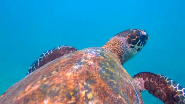 Hawksbill Mořské Želvy Pomalu Plavat Modré Vodě Přes Sluneční Světlo — Stock video