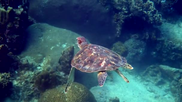 Hawksbill Havssköldpadda Simmar Långsamt Blått Vatten Genom Solljus Försöka Hitta — Stockvideo