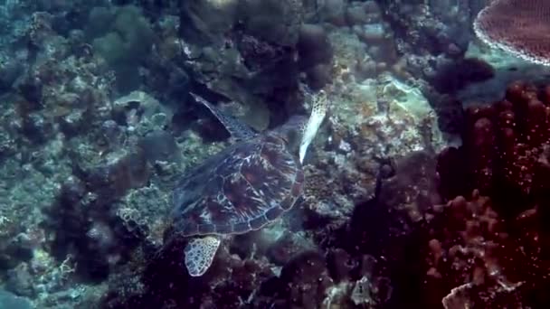 Ястребиная Морская Черепаха Медленно Плавает Голубой Воде Через Солнечный Свет — стоковое видео