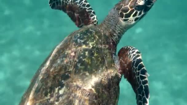 青い海でのホークスビルウミガメの水泳の終わり 野生動物のカメの水中ビデオ 深海生物 — ストック動画