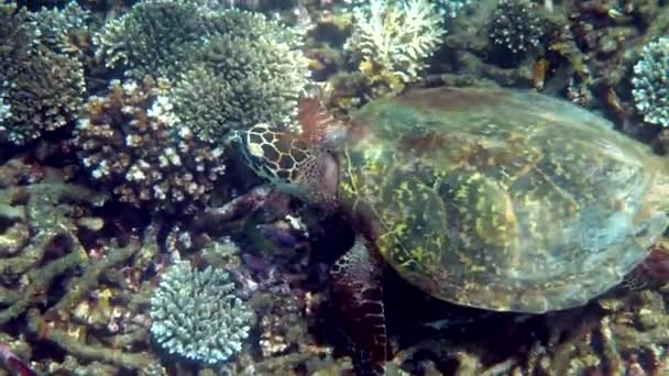 Żółw Morski Hawksbill Powoli Pływa Niebieskiej Wodzie Przez Światło Słoneczne — Wideo stockowe