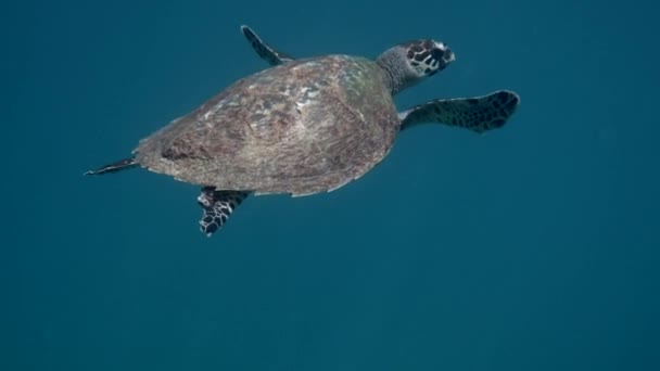 Ястребиная Морская Черепаха Медленно Плавает Голубой Воде Через Солнечный Свет — стоковое видео