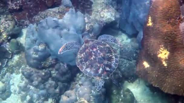Hawksbill Zeeschildpad Langzaam Zwemmen Blauw Water Door Zonlicht Proberen Voedsel — Stockvideo