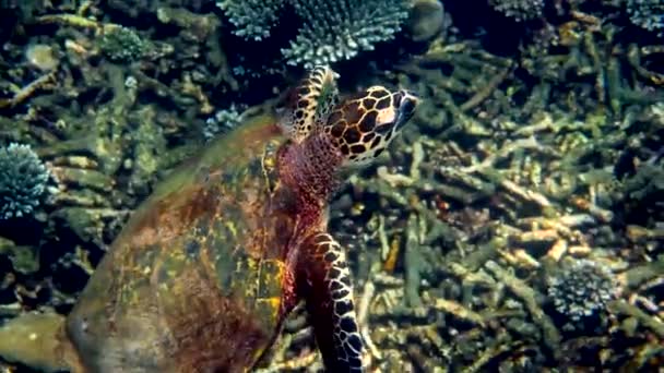 Hawksbill Sea Turtle Swimming Blue Ocean Ascends Surface Breathe Underwater — Stock Video