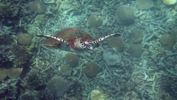 Hawksbill Sea Turtle Swimming Camera Blue Ocean Underwater Video Wildlife — Stock Video