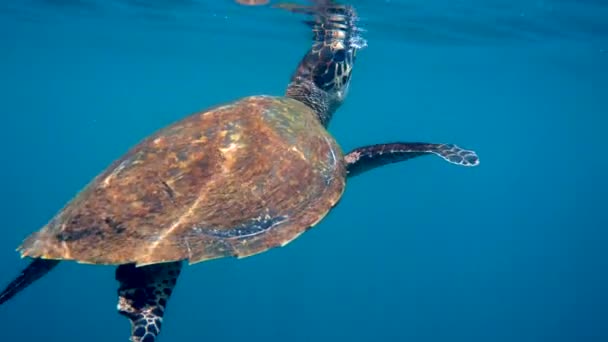 Hawksbill Mořské Želvy Plavat Modrém Oceánu Stoupá Hladinu Dýchat Podvodní — Stock video