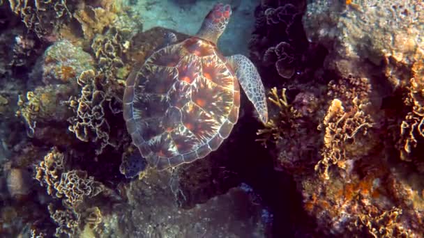Hawksbill Mořské Želvy Klouže Modrém Oceánu Pozadí Korálových Útesů Jestřábi — Stock video