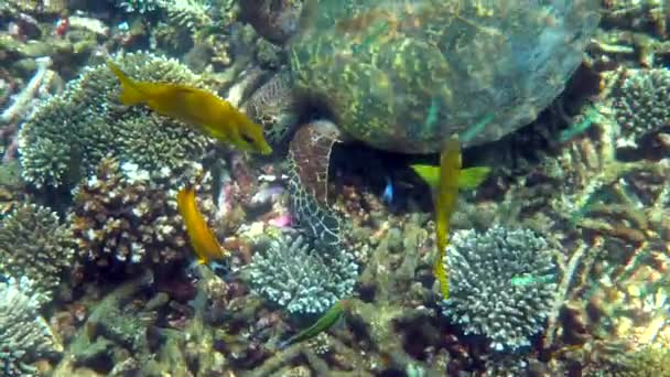 Żółw Morski Hawksbill Powoli Pływa Niebieskiej Wodzie Przez Światło Słoneczne — Wideo stockowe