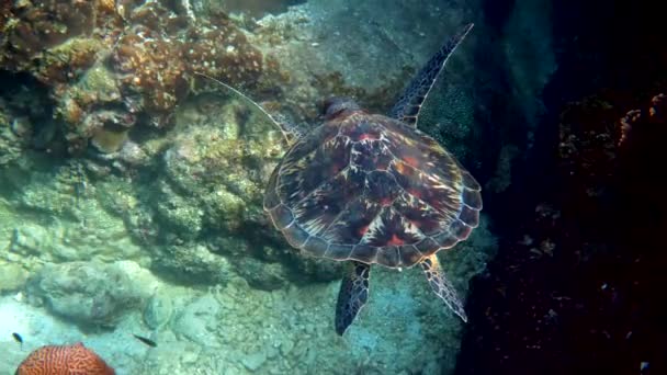 Hawksbill Θαλάσσια Χελώνα Γλιστρά Μπλε Ωκεανό Στο Φόντο Των Κοραλλιογενών — Αρχείο Βίντεο