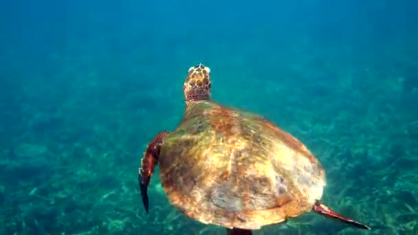 Hawksbill Zeeschildpad Zwemmen Blauwe Oceaan Met Veel Tropische Vissen Stijgt — Stockvideo