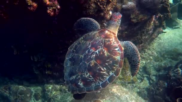 Hawksbill Sea Turtle Slowly Swimming Blue Water Sunlight Try Find — Stock Video