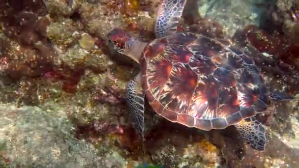 Hawksbill Havssköldpadda Glider Blå Hav Bakgrunden Korallrev Hawks Bill Havssköldpadda — Stockvideo