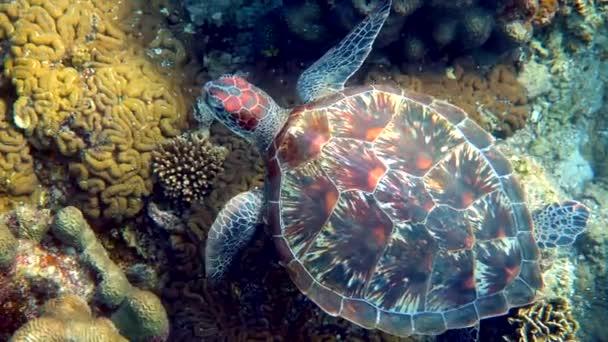 Hawksbill Havssköldpadda Simmar Långsamt Blått Vatten Genom Solljus Försöka Hitta — Stockvideo