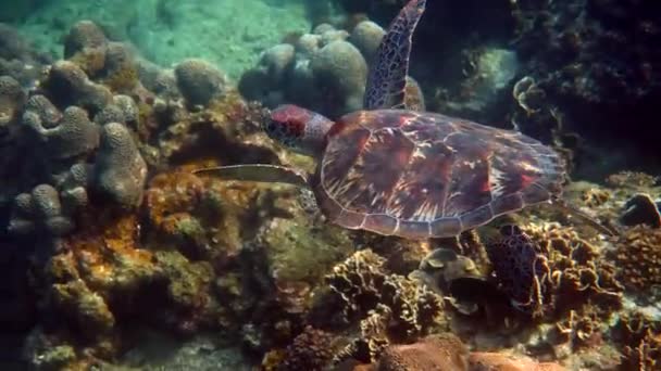 Tartaruga Marinha Hawksbill Nadando Lentamente Água Azul Através Luz Solar — Vídeo de Stock