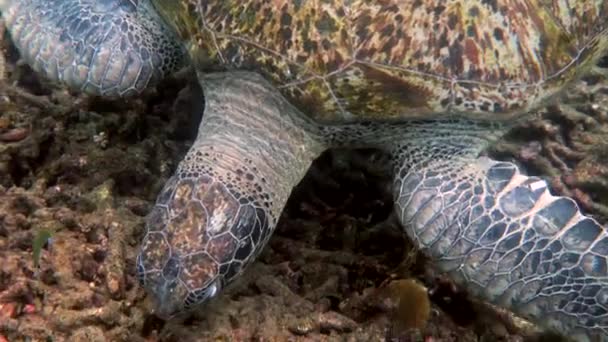 Κοντινό Πλάνο Της Τεράστιας Θηλυκής Μεγάλης Θαλάσσιας Χελώνας Που Κολυμπάει — Αρχείο Βίντεο