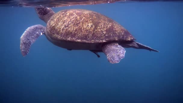 Close Van Enorme Vrouwelijke Oude Grote Zeeschildpad Zwemmen Diepe Blauwe — Stockvideo