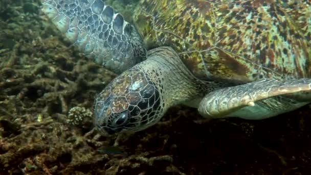 Primer Plano Enorme Hembra Vieja Tortuga Marina Grande Nadando Océano — Vídeos de Stock