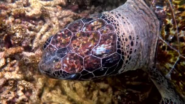 Feche Cabeça Tartaruga Verde Marinho Vídeo Subaquático Enorme Tartaruga Marinha — Vídeo de Stock
