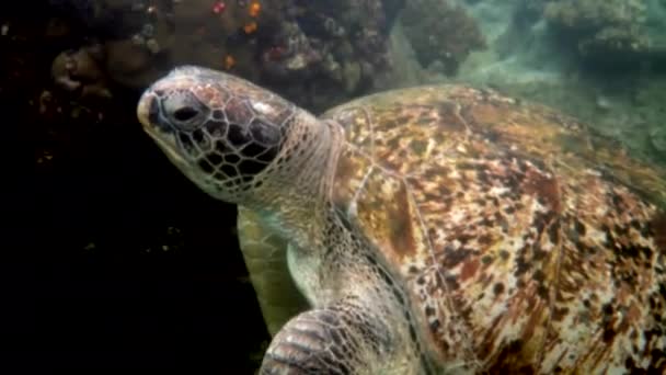 Величезні Самки Морської Черепахи Плавають Темно Синьому Океані Серед Коралових — стокове відео