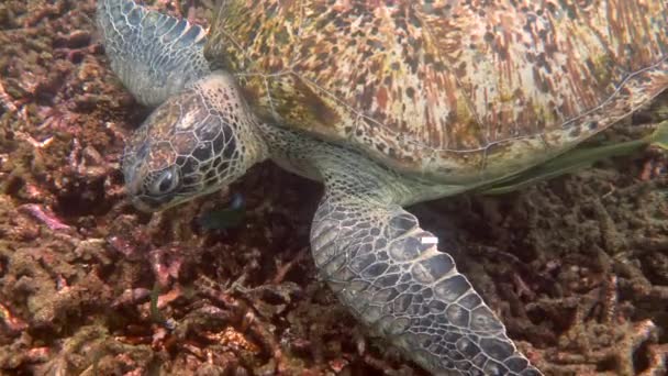 Крупный План Огромной Самки Старой Большой Морской Черепахи Плавающей Глубоком — стоковое видео