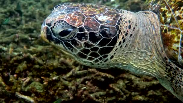 Sluiten Van Zeegroene Schildpad Kop Onderwater Video Van Enorme Grote — Stockvideo