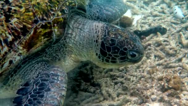 关闭海绿龟的头 深海野生动物中巨型海龟的水下视频 水肺潜水或潜水 — 图库视频影像