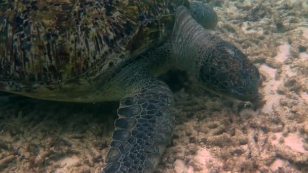 Närbild Stora Kvinnliga Stora Havssköldpaddor Simmar Djupblå Hav Bland Korallrev — Stockvideo