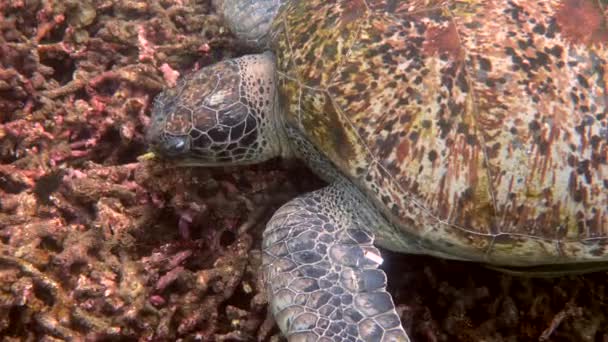 Primer Plano Enorme Hembra Vieja Tortuga Marina Grande Nadando Océano — Vídeos de Stock