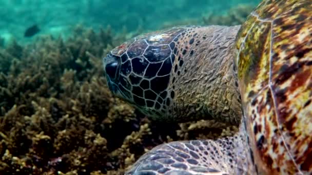 Lähellä Merinvihreää Kilpikonnan Päätä Vedenalainen Video Valtavasta Suuresta Merikilpikonnasta Syvänmeren — kuvapankkivideo