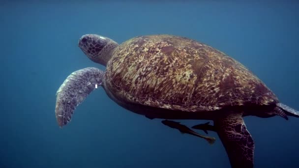 Närbild Stora Kvinnliga Stora Havet Sköldpadda Simmar Djupblå Hav Bland — Stockvideo