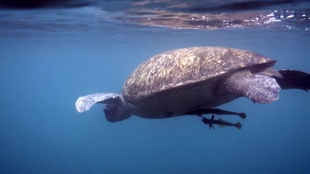 산호초 사이의 속에서 헤엄치고 커다란 암컷커다란 바다거북을 가까이 공기를 호흡하기 — 비디오