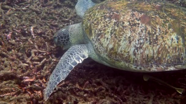 Zbliżenie Ogromnej Samicy Dużego Żółwia Morskiego Pływającego Głębokim Błękitnym Oceanie — Wideo stockowe