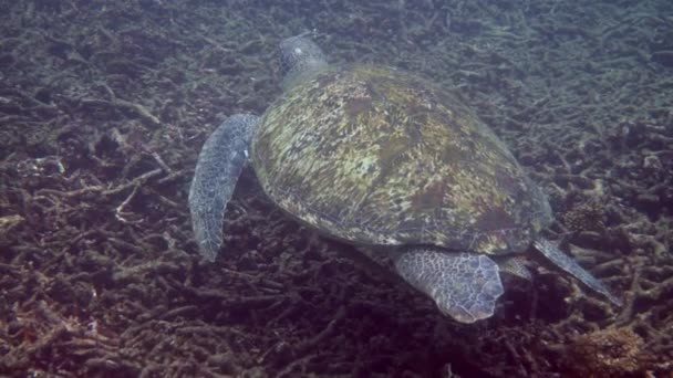 Riesige Weibliche Alte Große Meeresschildkröte Schwimmt Tiefblauen Ozean Zwischen Korallenriffen — Stockvideo