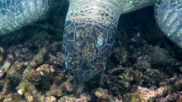 Großaufnahme Des Meergrünen Schildkrötenkopfes Unterwasservideo Von Riesigen Meeresschildkröten Der Tiefsee — Stockvideo