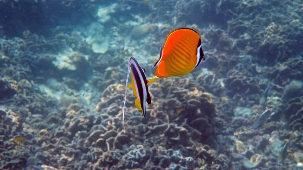 Underwater Video Pair Yellow Blackcap Butterflyfish Longfin Bannerfish Fish Swimming — Stock Photo, Image