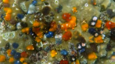 Noel Ağacı Solucanları 'nın sualtı videosu ya da Tayland Körfezi' ndeki mercan resifinde bulunan Spirobranchus Giganteus. Renkli noel ağacı mercanda büyüyen solucanlar