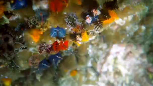 Vídeo Subaquático Vermes Escondidos Árvore Natal Spirobranchus Giganteus Recife Coral — Vídeo de Stock