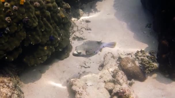 Podvodní Video Blackspotted Puffer Skrývající Mezi Korálovými Útesy Andamanském Moři — Stock video